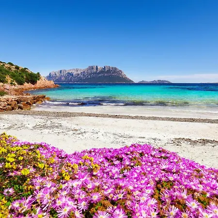 Scacciapensieri - Happy *